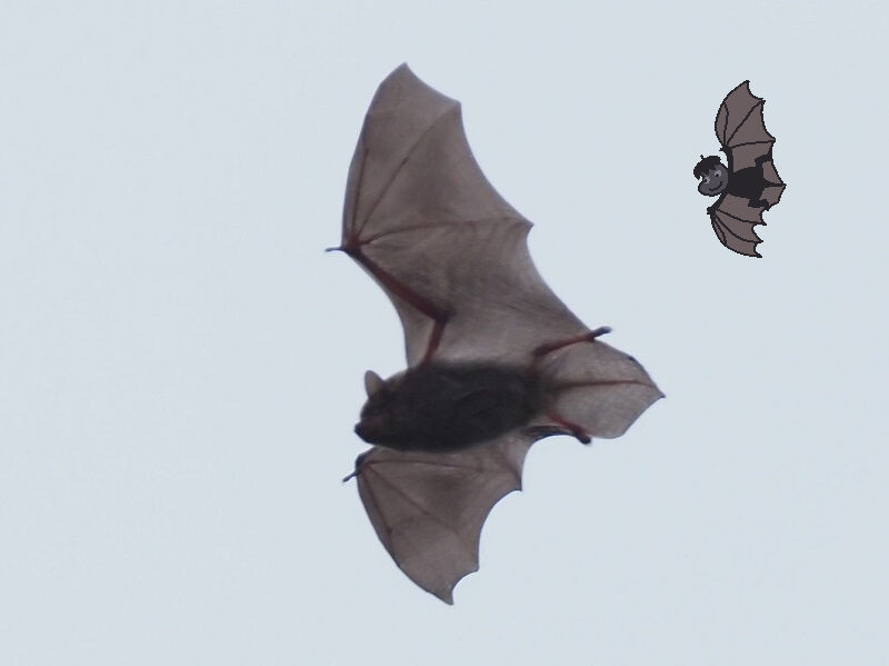 コウモリ 富士鷹なすびのブログ