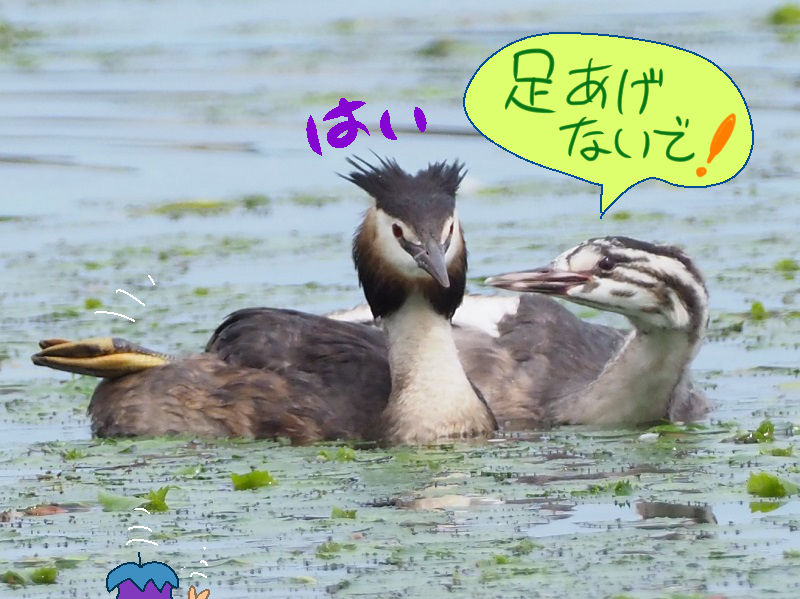 瓢湖にて 富士鷹なすびのブログ