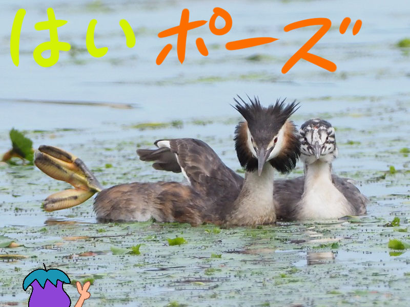 瓢湖にて 富士鷹なすびのブログ