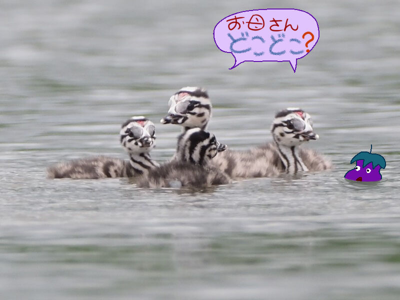 瓢湖にて 富士鷹なすびのブログ