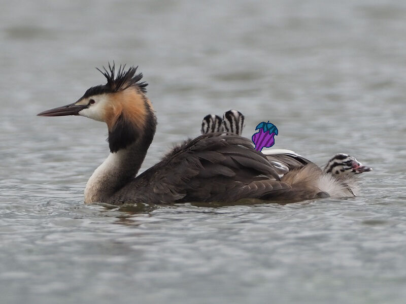 瓢湖にて 富士鷹なすびのブログ