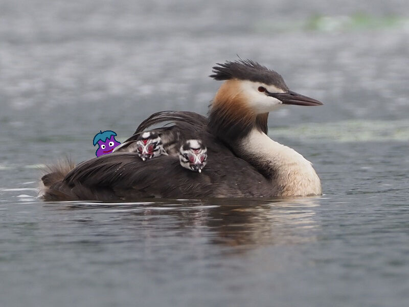 瓢湖にて 富士鷹なすびのブログ