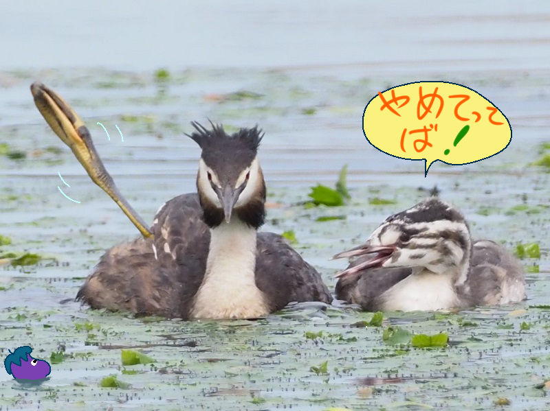 瓢湖にて 富士鷹なすびのブログ
