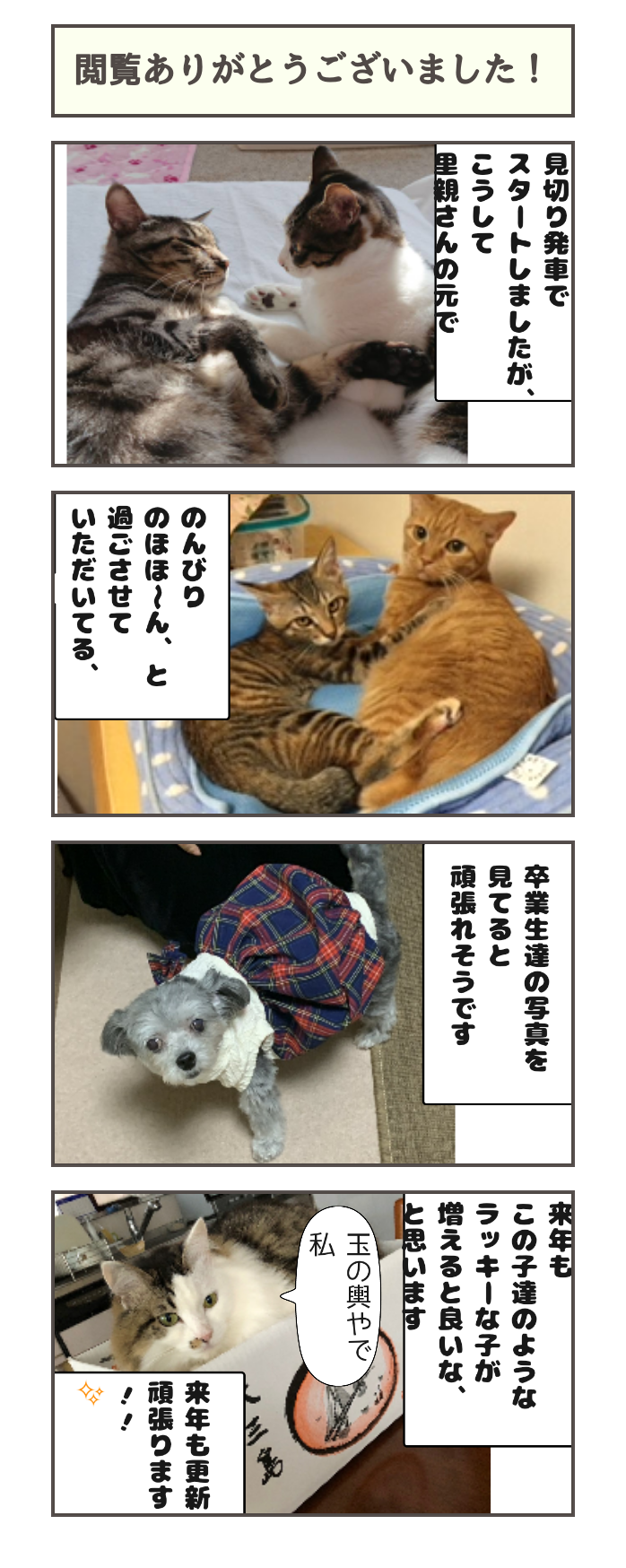 閲覧ありがとうございます しゃーねこ家のblog 閲覧ありがとうございます しゃーねこ家のblog