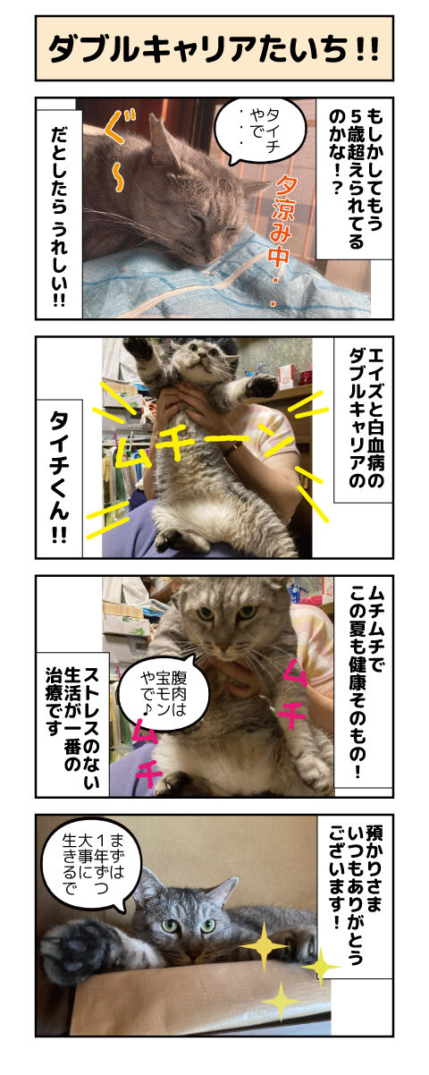 ダブルキャリアたいち しゃーねこ家のblog