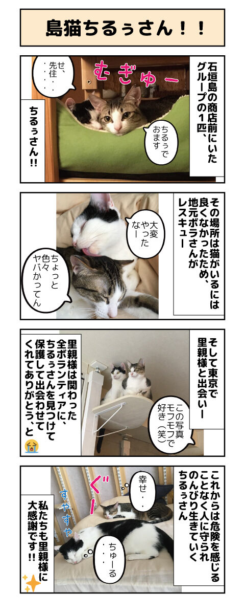島猫ちるぅさん しゃーねこ家のblog 島猫ちるぅさん しゃーねこ家のblog