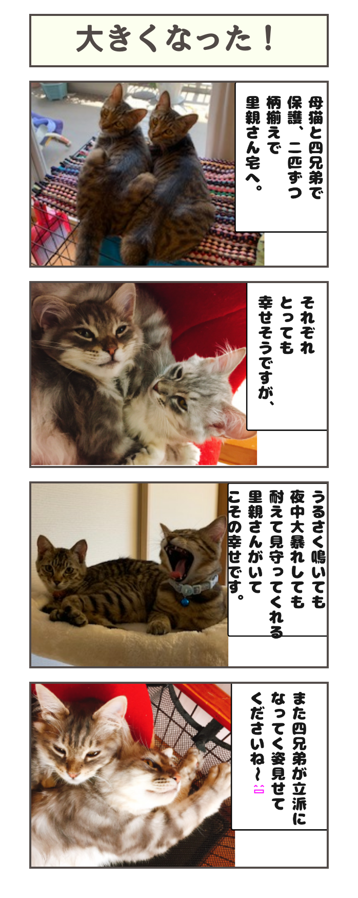 大きくなった しゃーねこ家のblog