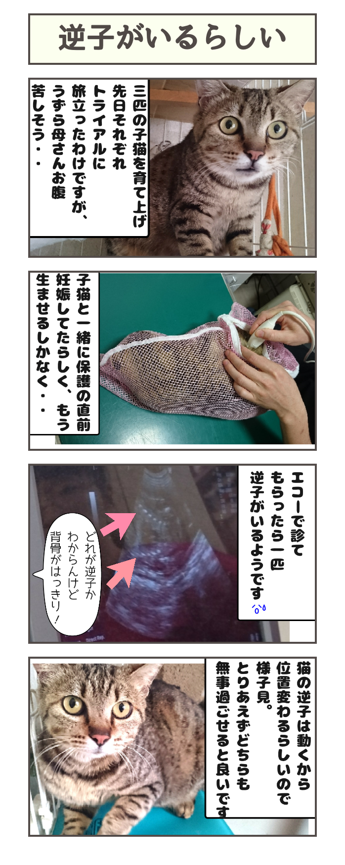 逆子がいるようです : しゃーねこ家のblog
