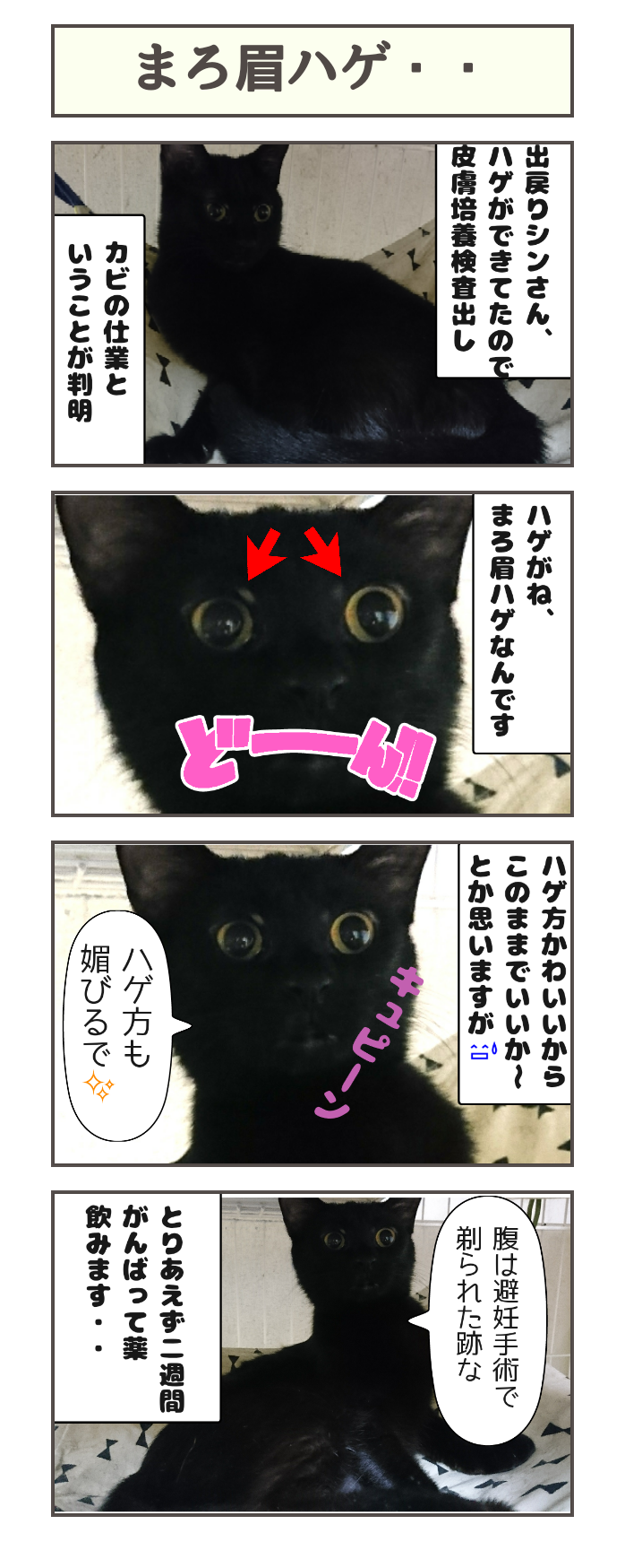 まろ眉ハゲ : しゃーねこ家のblog