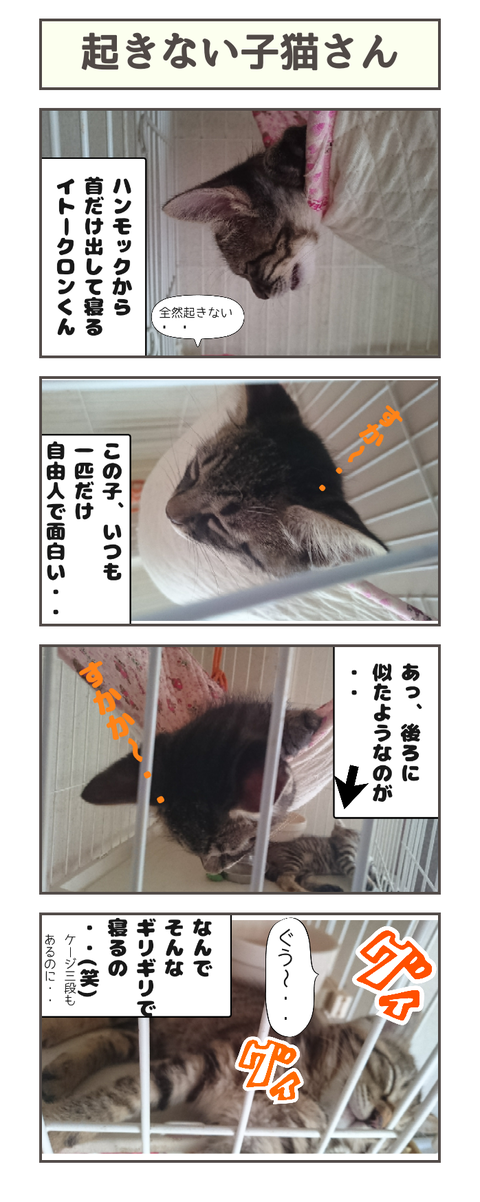 起きない子猫さん