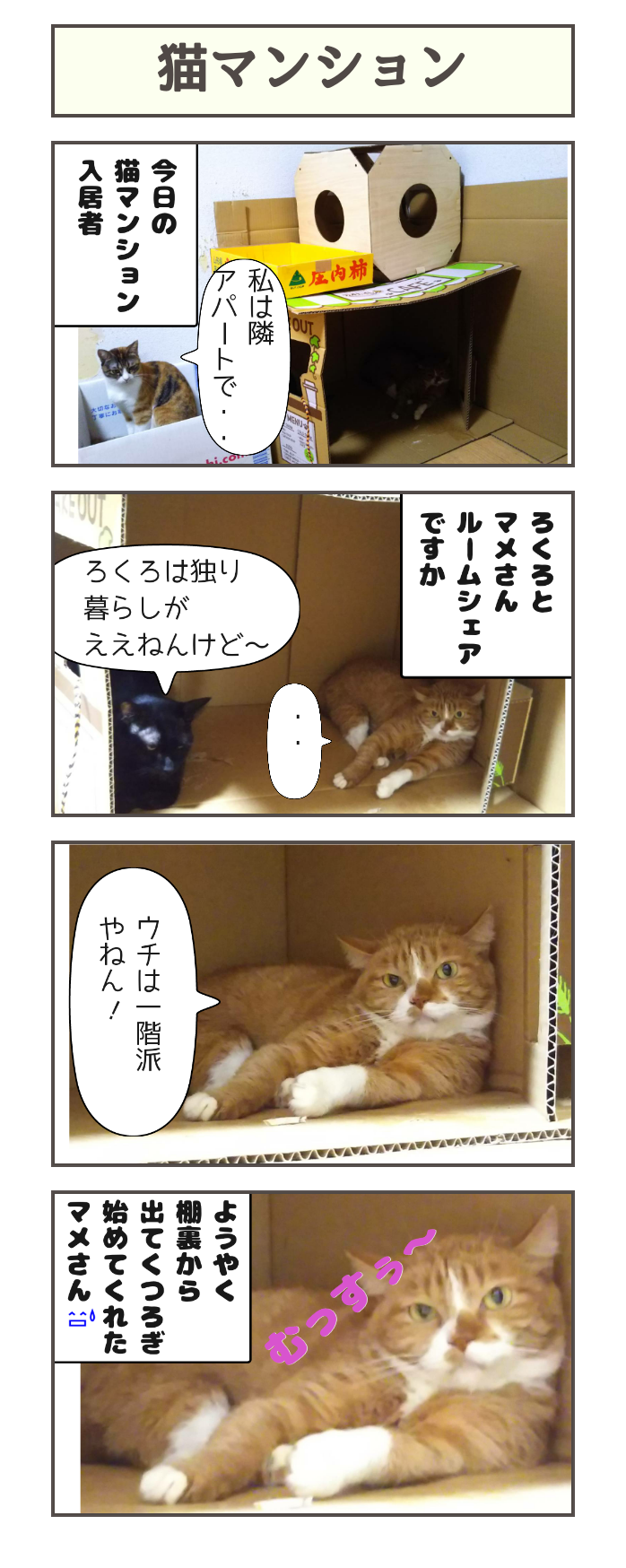 猫マンション しゃーねこ家のblog