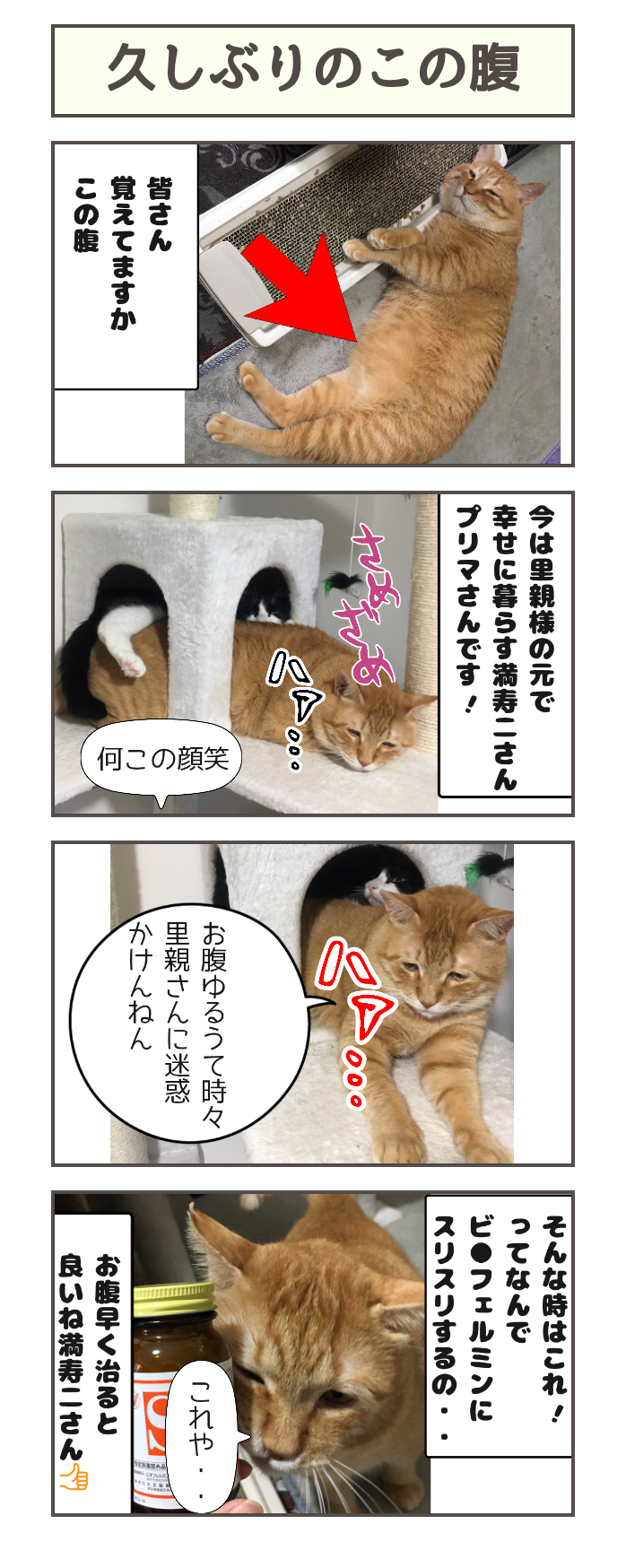 久しぶりのこの腹 しゃーねこ家のblog 久しぶりのこの腹 しゃーねこ家のblog