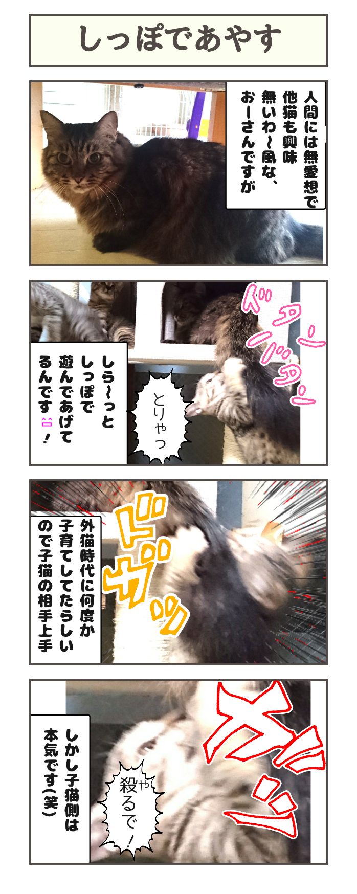 しっぽであやす しゃーねこ家のblog