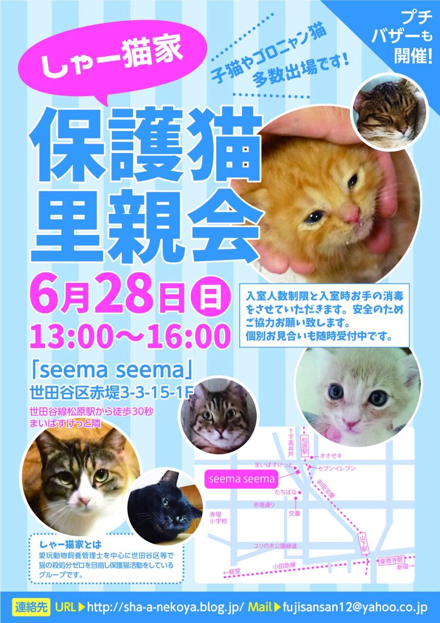 凶暴化を乗り越え しゃーねこ家のblog 凶暴化を乗り越え しゃーねこ家のblog