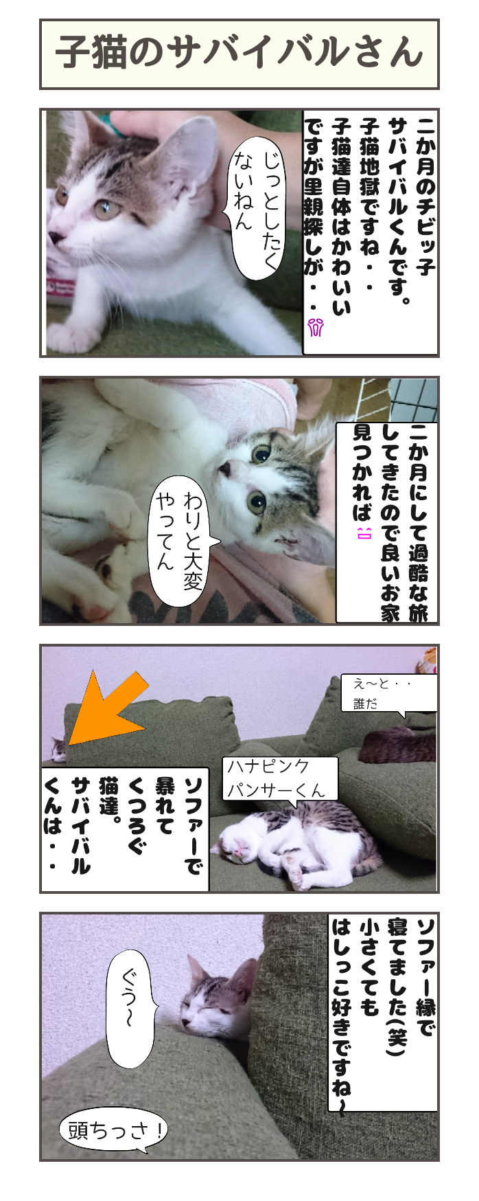 子猫のサバイバルくん しゃーねこ家のblog