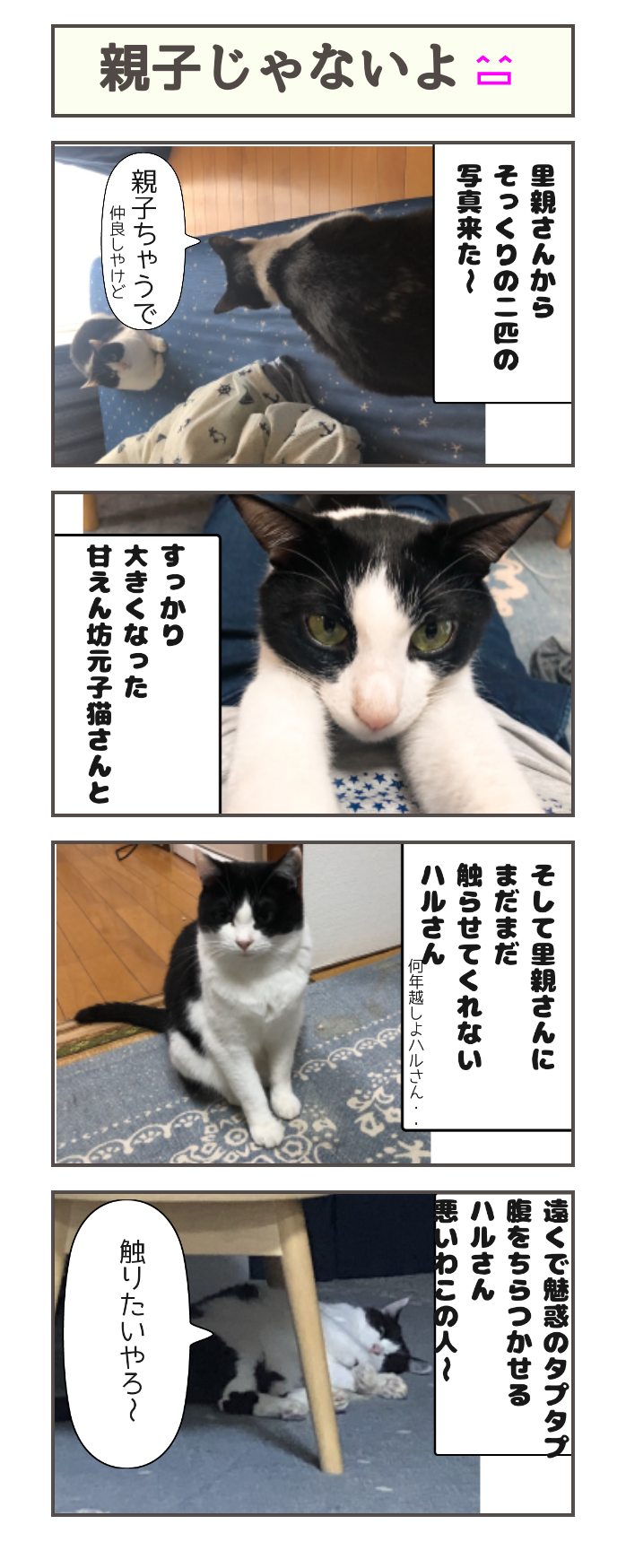 親子じゃないよ しゃーねこ家のblog 親子じゃないよ しゃーねこ家のblog