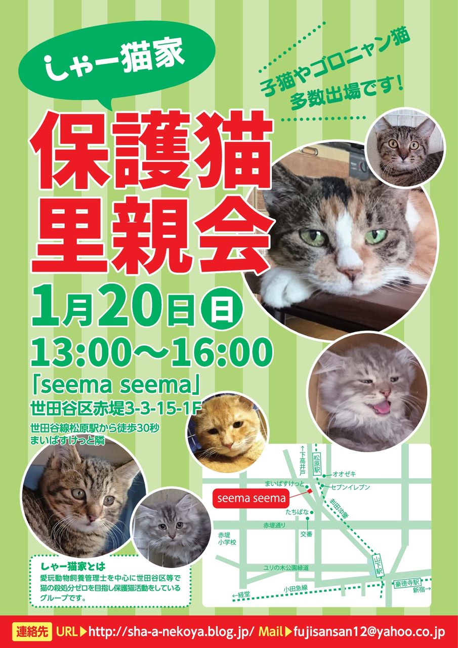 閲覧ありがとうございます しゃーねこ家のblog 閲覧ありがとうございます しゃーねこ家のblog