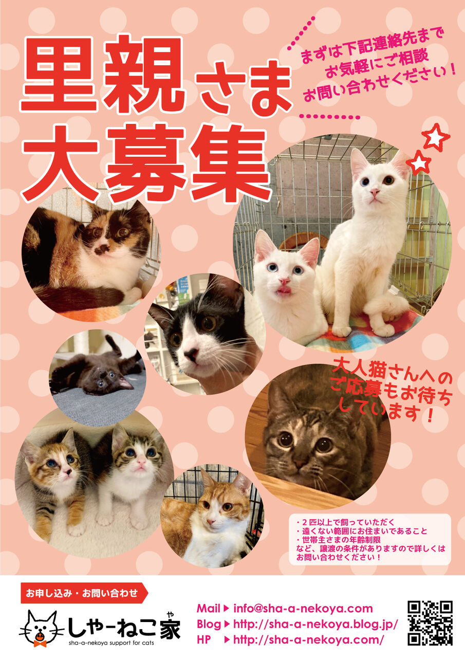 顔が横長すぎる猫 : しゃーねこ家のblog