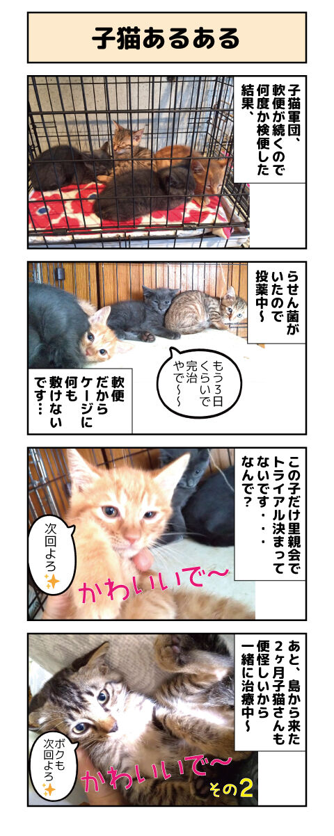 子猫あるある しゃーねこ家のblog