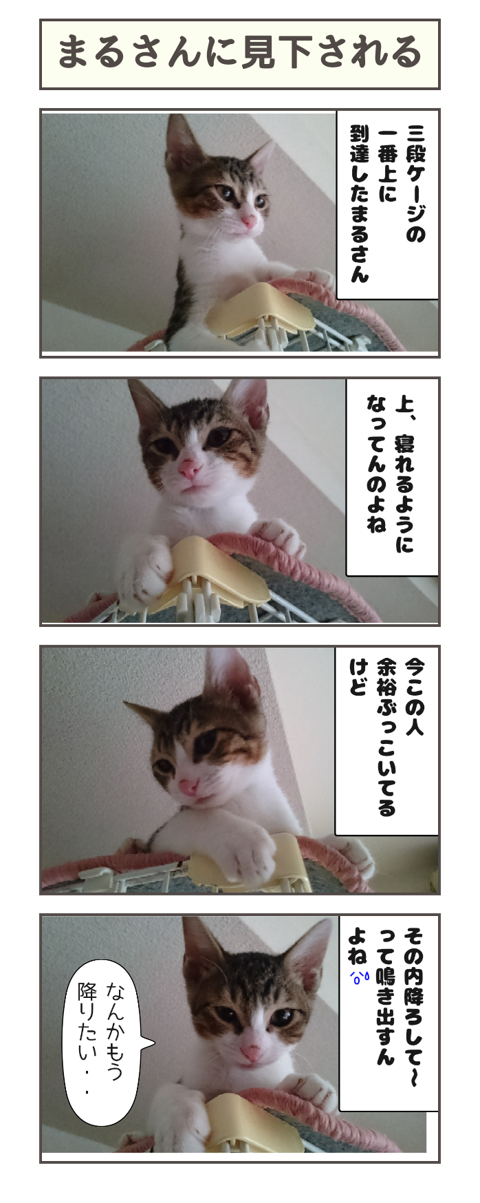 まるさんに見下される しゃーねこ家のblog まるさんに見下される しゃーねこ家のblog