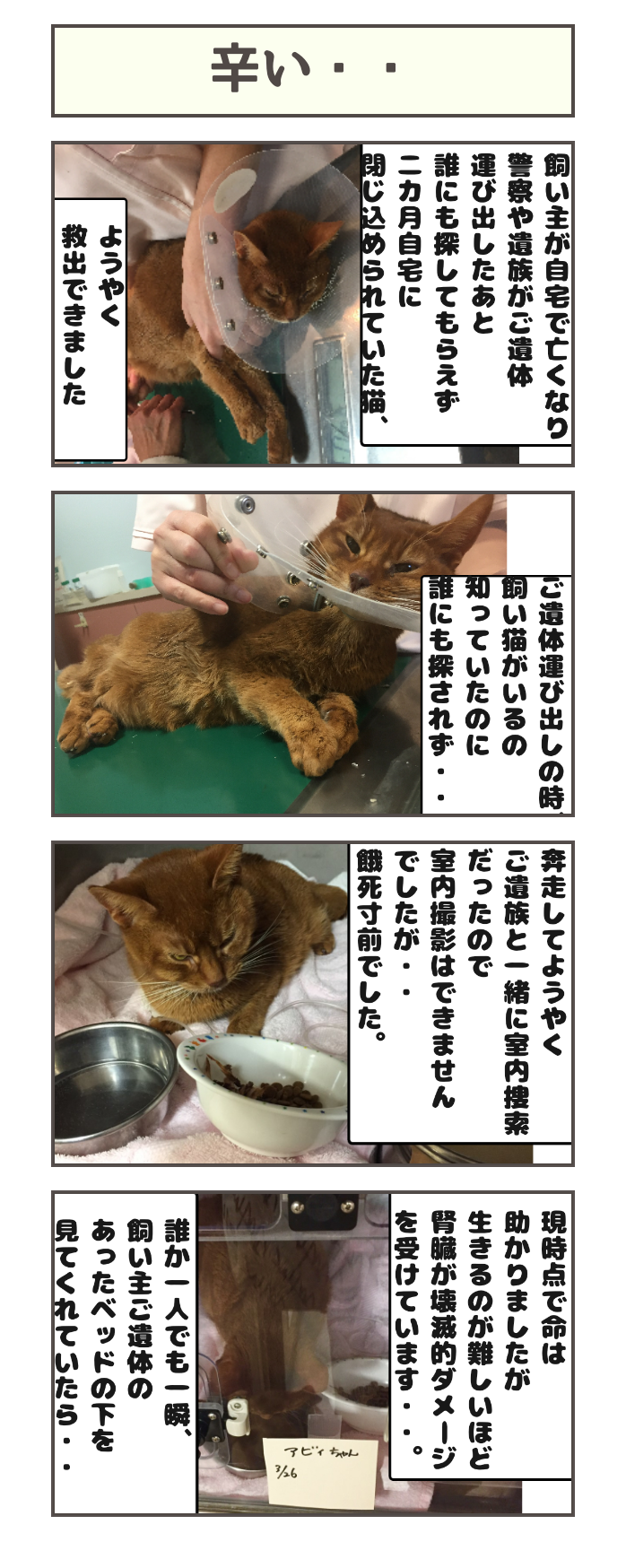 関係者みんな 辛い しゃーねこ家のblog