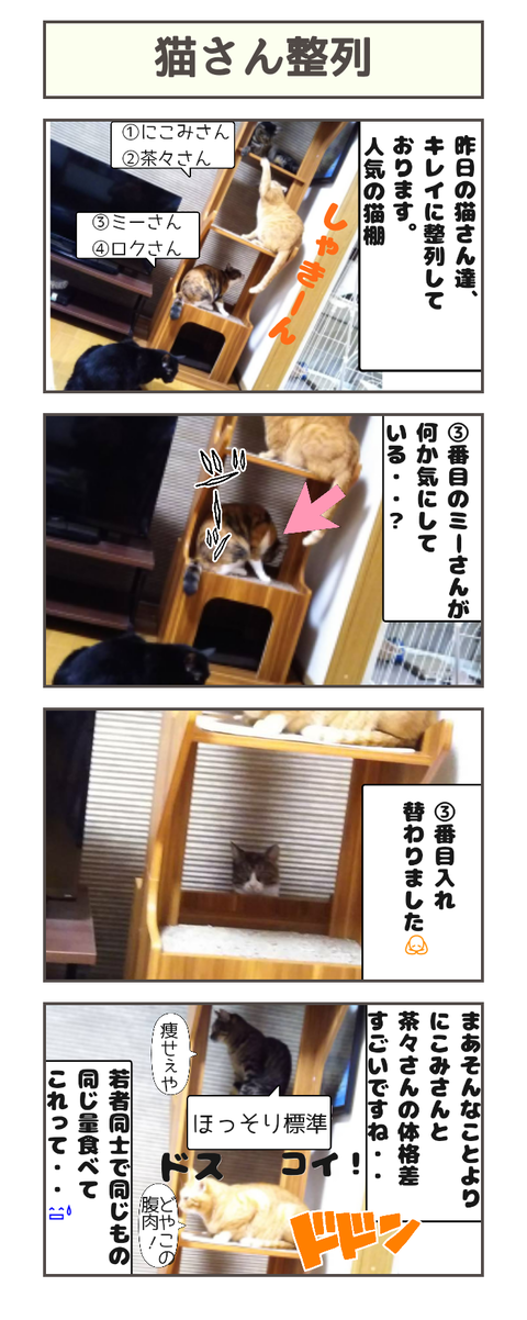 猫さん整列