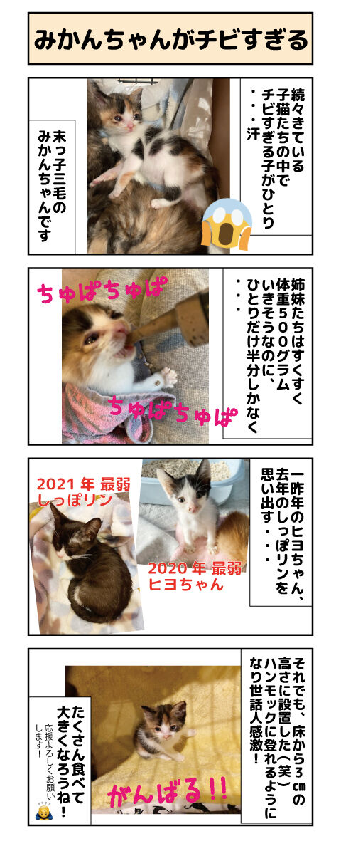 みかんちゃんがチビすぎる しゃーねこ家のblog