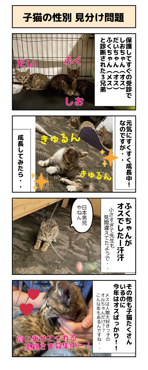 子猫の性別 見分け問題 : しゃーねこ家のblog