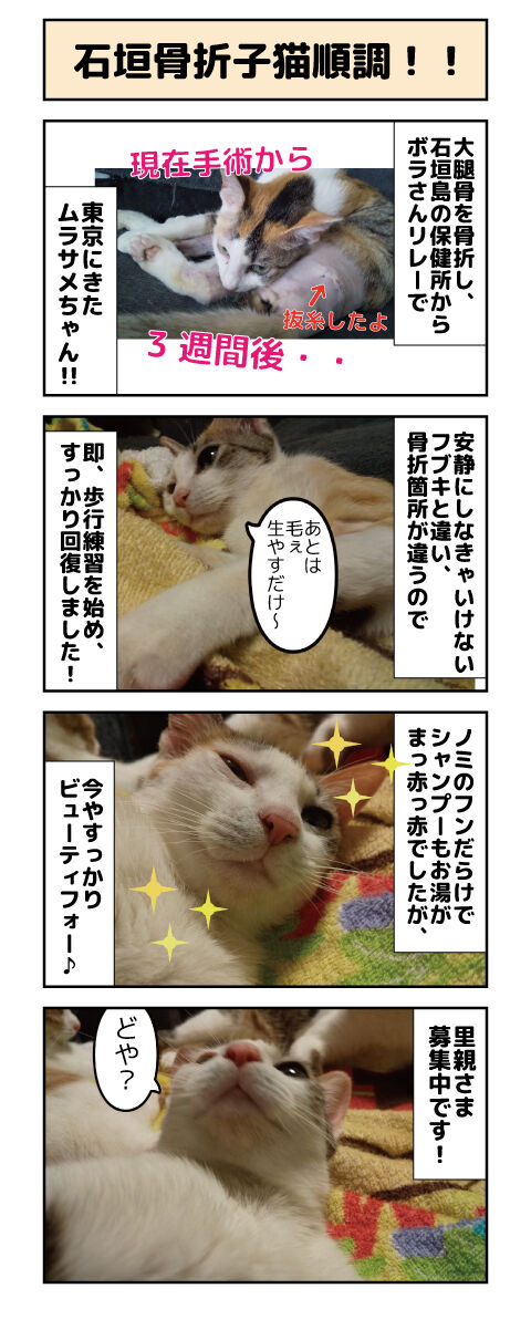 石垣骨折子猫順調 しゃーねこ家のblog