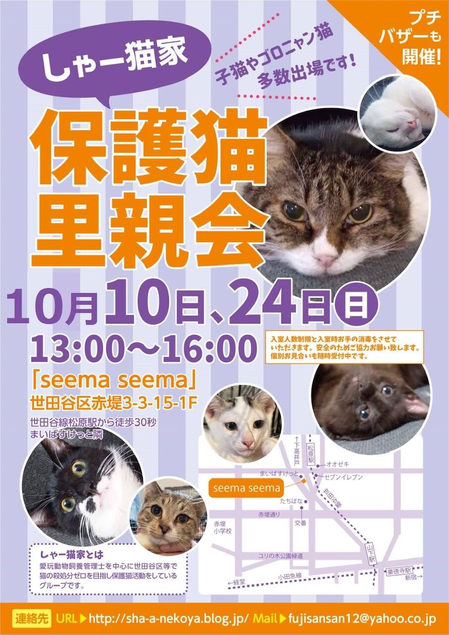 ボロボロだったけど : しゃーねこ家のblog