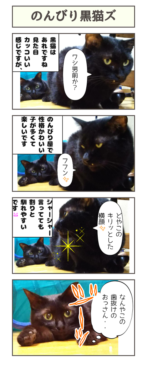 のんびり黒猫ズ : しゃーねこ家のblog