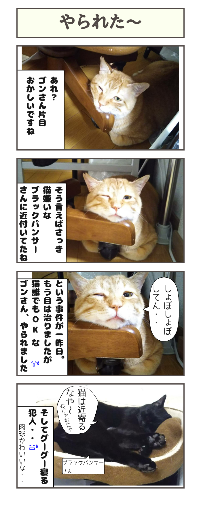 やられた しゃーねこ家のblog