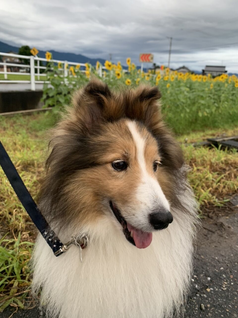 アラン卒業犬になりました ライフウィズシープドッグ lws アラン卒業犬になりました ライフウィズシープドッグ lws