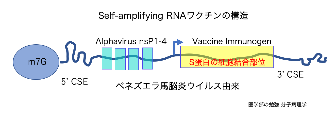 医学部の勉強 分子病理学 : 体内で増えるコロナワクチン治験始まる日本でも Safety and Immunogenicity of a ...