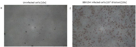 Fig 1EF