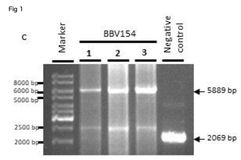 Fig 1C