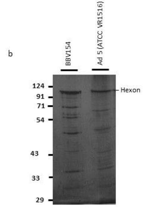 Fig 1B