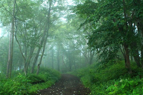 s_霧の道