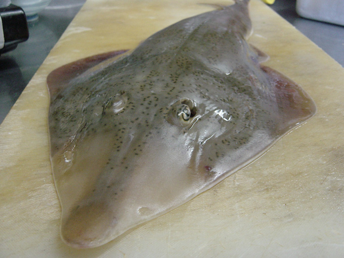 加太漁港 鮫 フカ湯引き 白兎のつぶやき