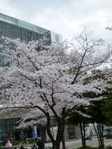 桜002