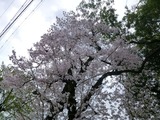 桜01