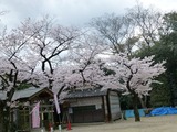 桜02