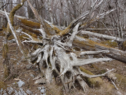 仰烏帽子山