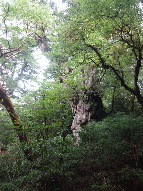縄文杉