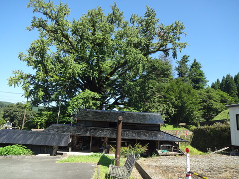 小国町下城の大イチョウ