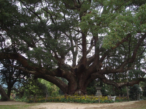 川棚のクスの森