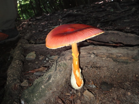 2019.7.31井原山