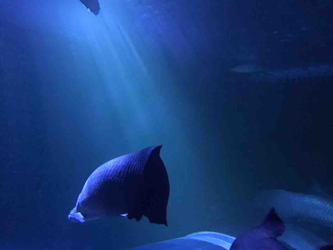 須磨海浜水族園 夜のスマスイ あるサメ好きのお部屋 須磨海浜水族園 夜のスマスイ あるサメ好きのお部屋