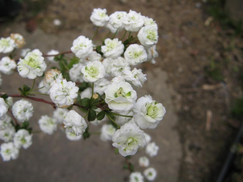春 小さいけどいっぱいの白い花 カリスマ庭師の徒然