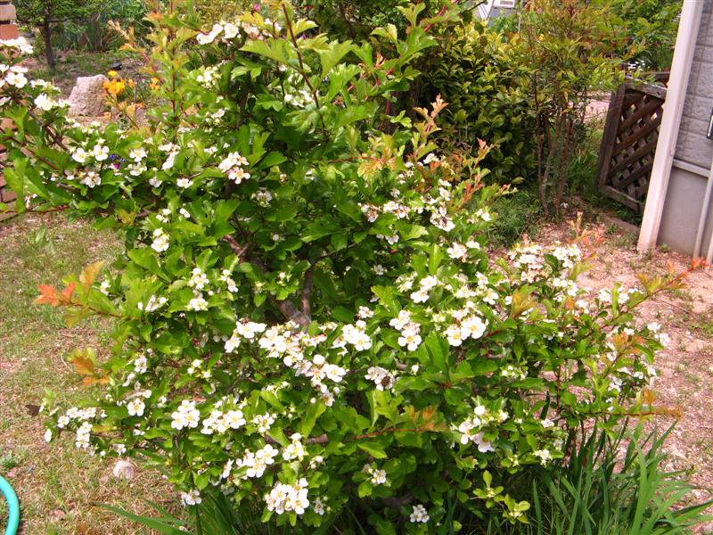 実も楽しめて トゲがある 白い花 カリスマ庭師の徒然
